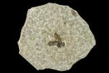 Fossil March Fly (Plecia) - Green River Formation #135900-1